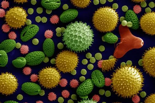 Magnified pollen and airborne allergens found in indoor air