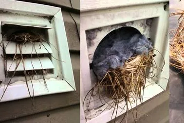 Bird nest removed from a dryer vent hood